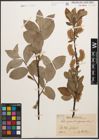 Foto von Salix caprea L. x Salix nigricans Sm.